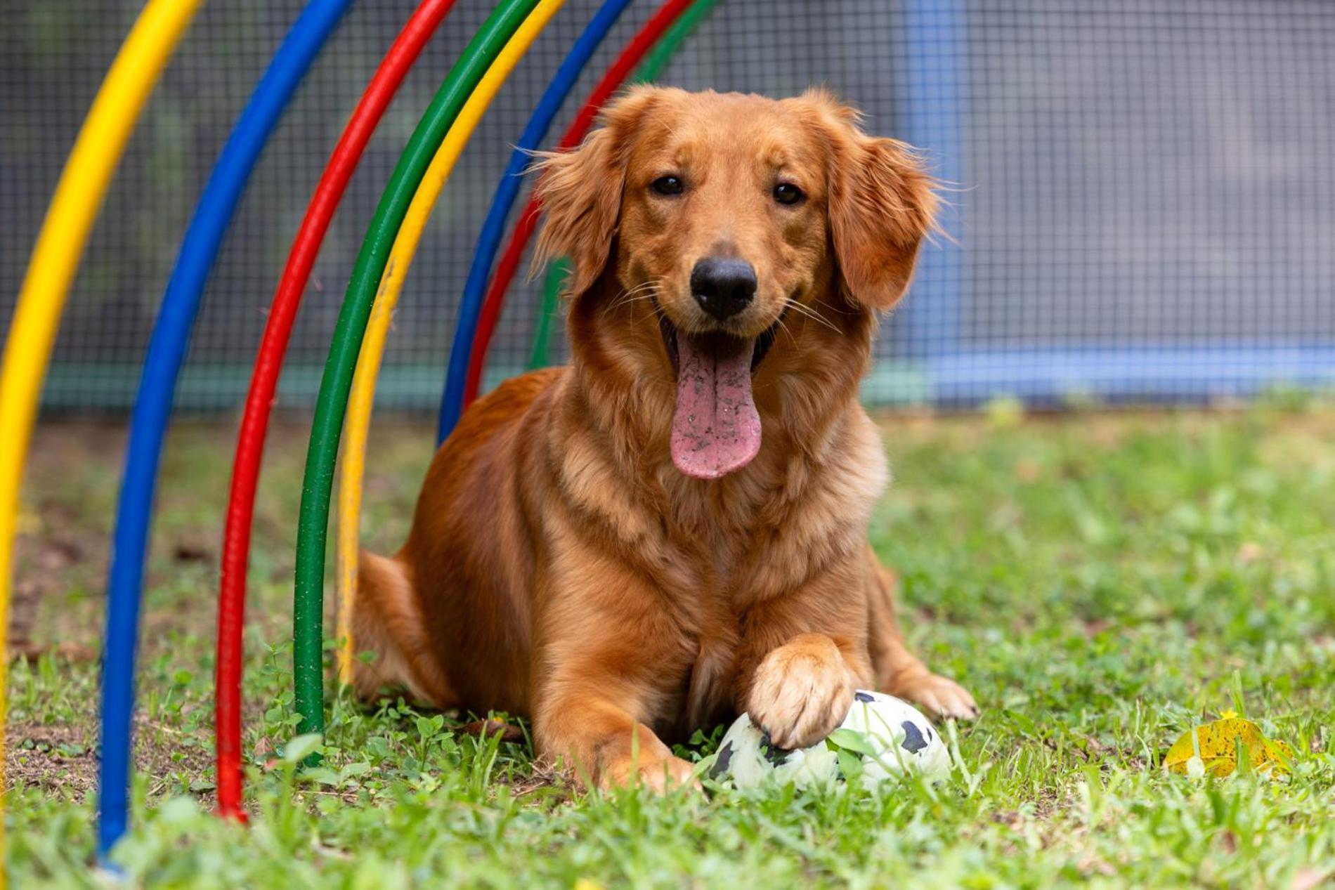 Hotel Dann Carlton Belfort Medellín Zewnętrze zdjęcie Golden Retriever