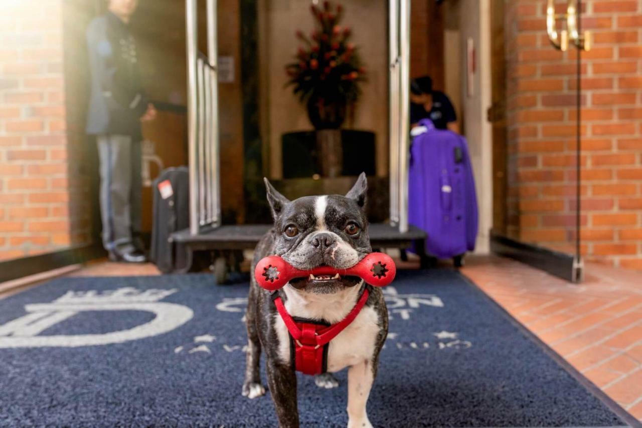 Hotel Dann Carlton Belfort Medellín Zewnętrze zdjęcie Boston Terrier at the entrance of the hotel